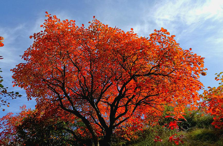 河南鞏義長壽山：漫山紅遍 層林盡染秋意濃