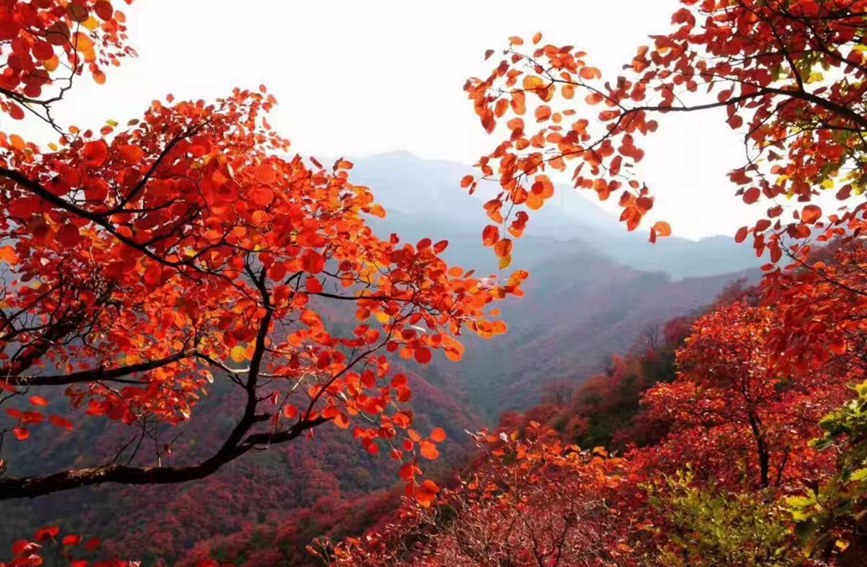 河南鞏義長壽山：漫山紅遍 層林盡染秋意濃