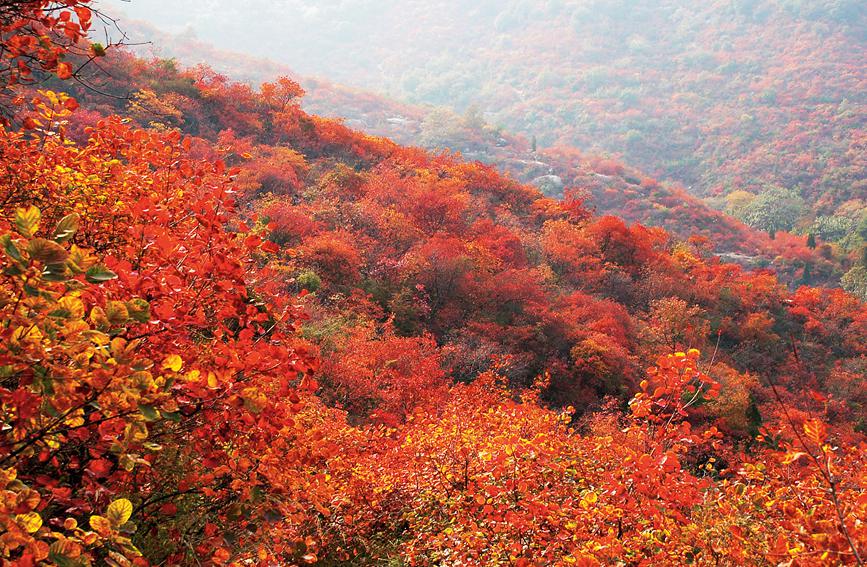 河南鞏義長壽山：漫山紅遍 層林盡染秋意濃