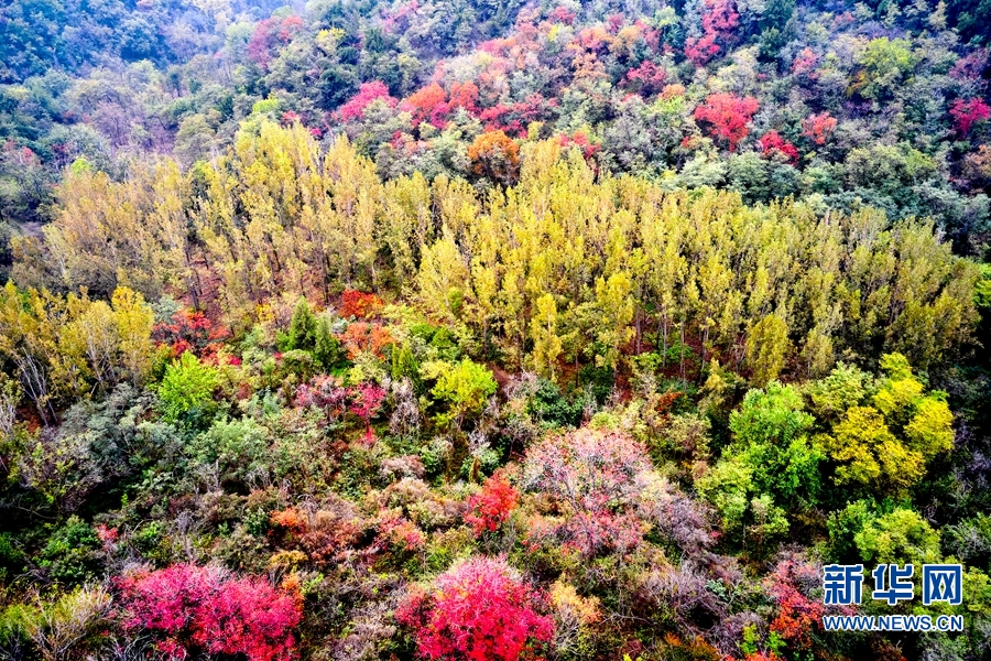 河南濟源：秋染南山 色彩斑斕