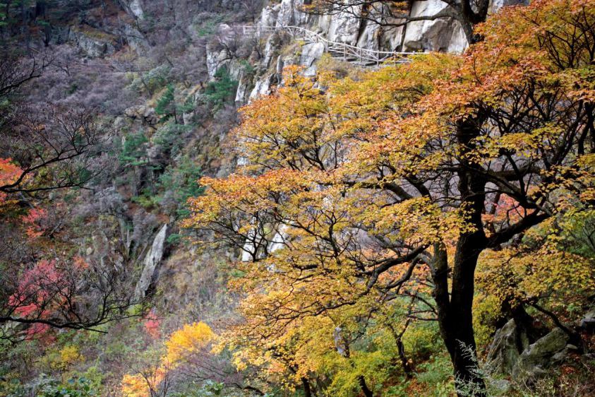 領略“中原獨秀” 河南堯山紅葉節開幕