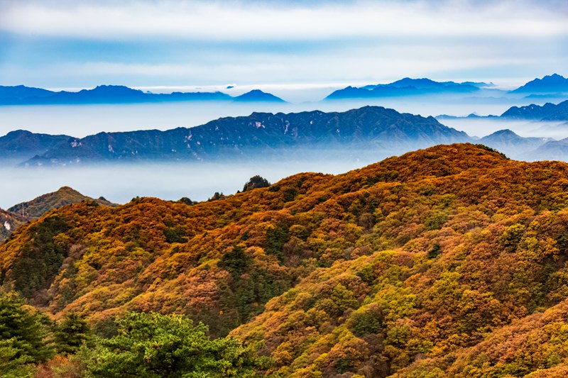 領略“中原獨秀” 河南堯山紅葉節開幕