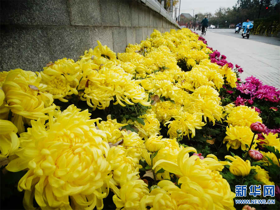 河南開封：晚秋菊花更嬌艷