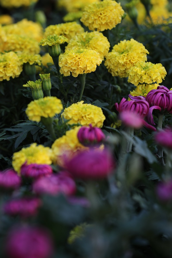 河南開封：萬千花海 陣陣菊香