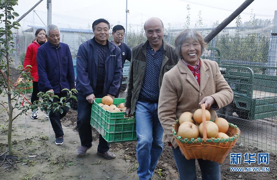 開封尉氏：雪梨甜透村民心