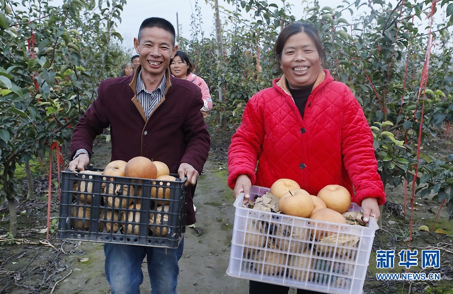 開封尉氏：雪梨甜透村民心