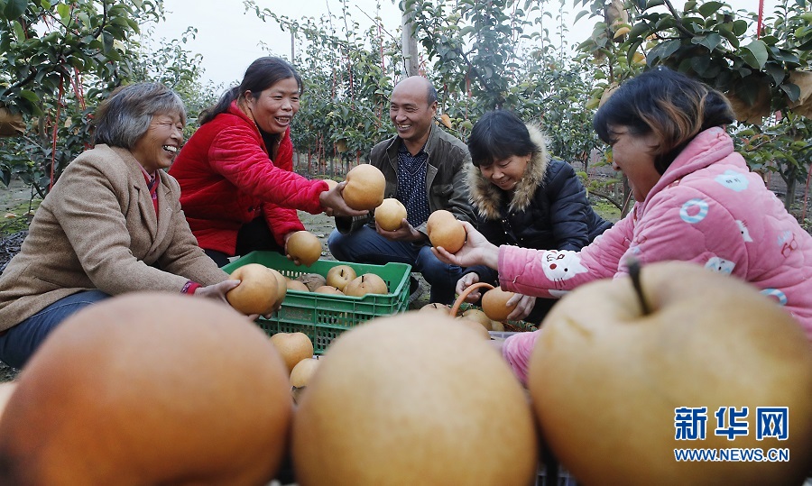 開封尉氏：雪梨甜透村民心