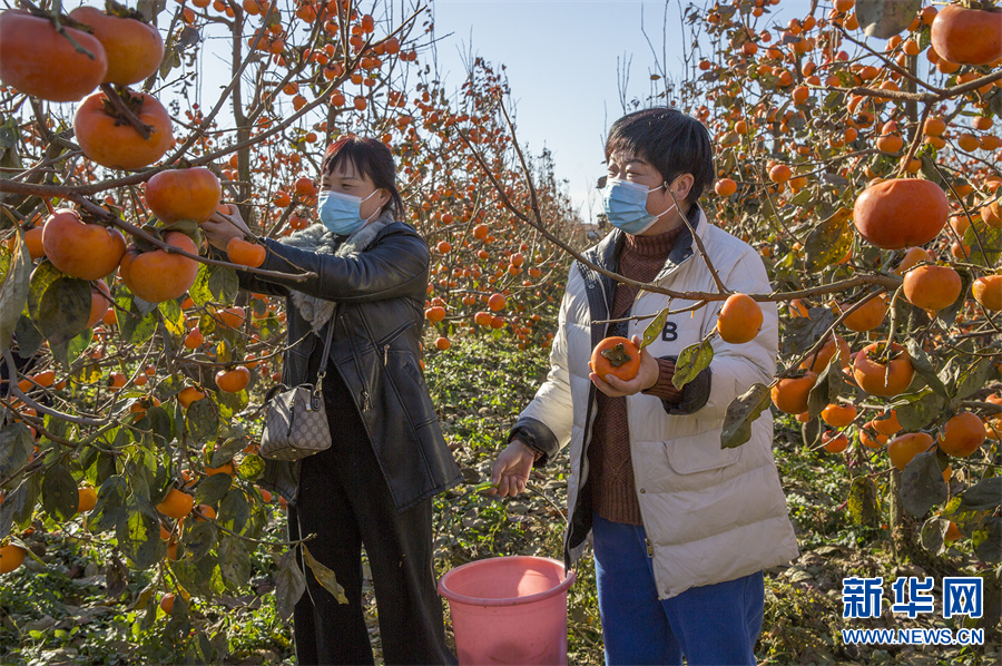 平頂山魯山：火紅的柿子挂枝頭