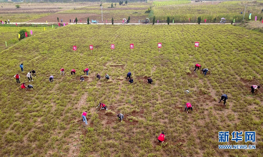 洛陽汝陽：七彩富硒花生托起農民致富夢