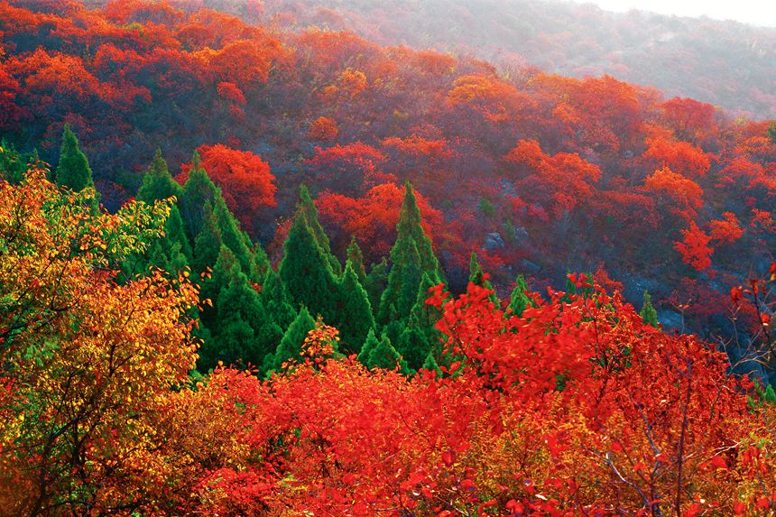 雲臺山迎來紅葉最佳觀賞期 全國遊客預約免門票