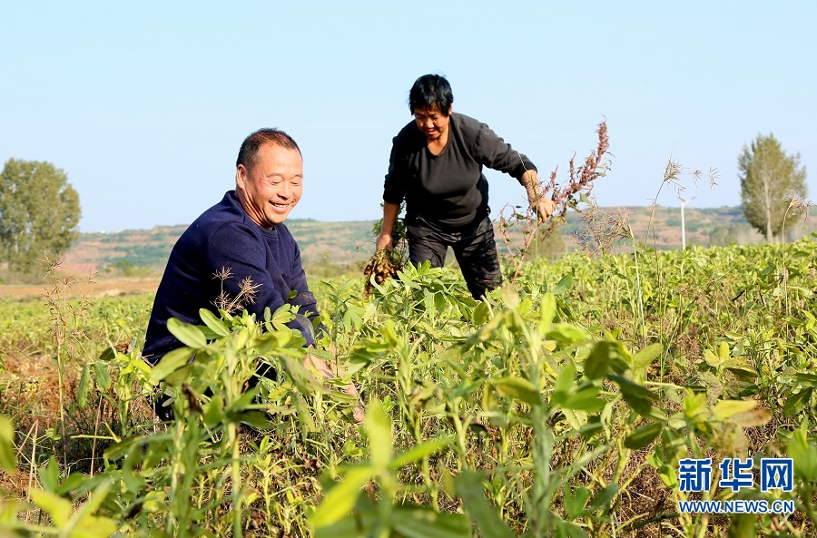 洛陽汝陽：七彩富硒花生托起農民致富夢