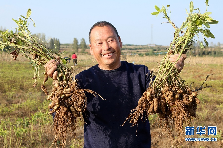 洛陽汝陽：七彩富硒花生托起農民致富夢