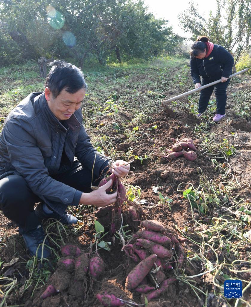 河南濟源：富硒農業富農家