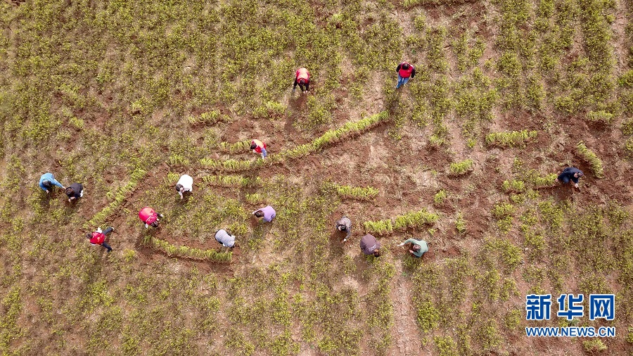 洛陽汝陽：七彩富硒花生托起農民致富夢