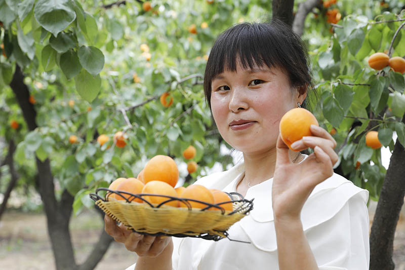 【B 有修改】平頂山市寶豐縣第二屆“杏好遇見你”金杏採摘節開幕