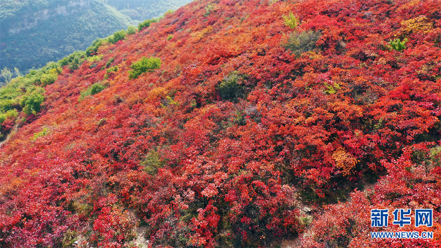 河南許昌：秋色絢爛紅葉谷