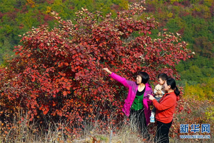 河南許昌：秋色絢爛紅葉谷