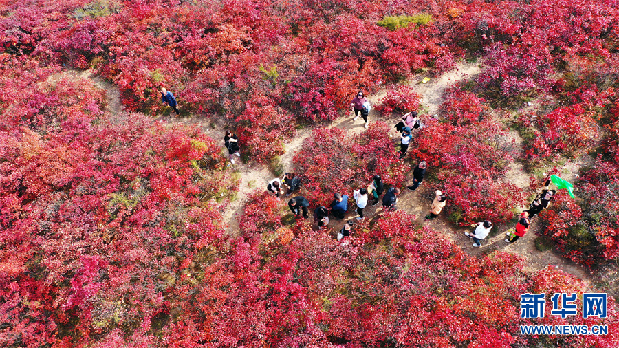 河南許昌：秋色絢爛紅葉谷