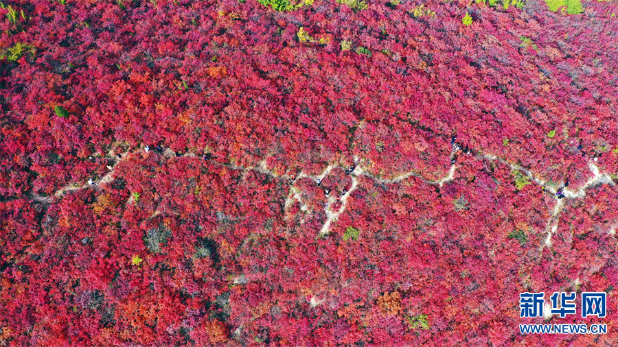 河南許昌：秋色絢爛紅葉谷