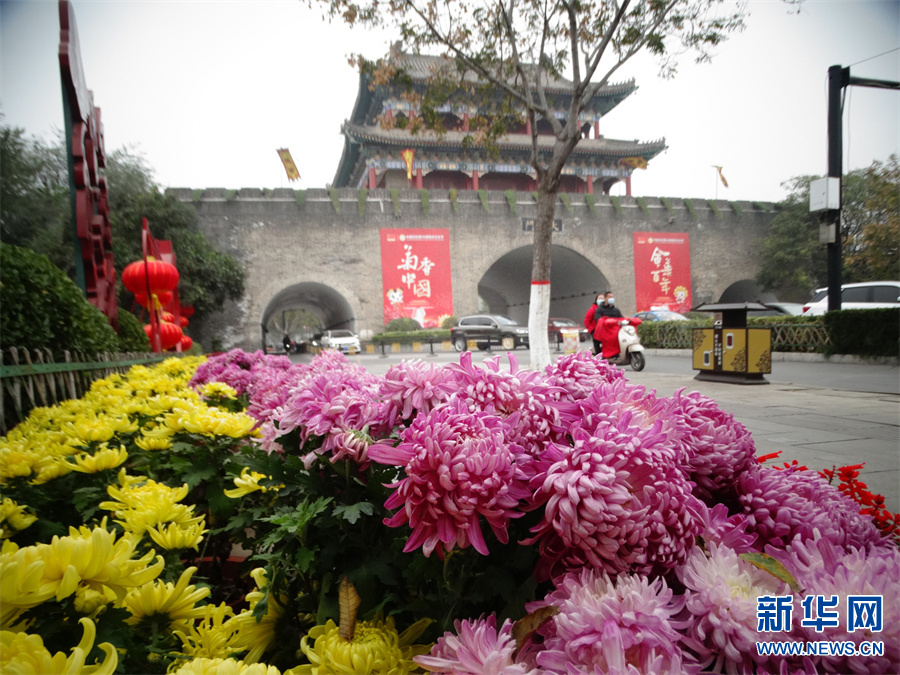 河南開封：晚秋菊花更嬌艷