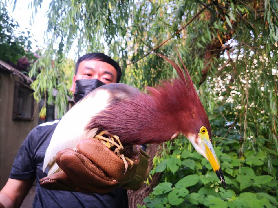 【焦點圖-大圖】【移動端-輪播圖】鄭州62隻（頭）野生動物重返大自然