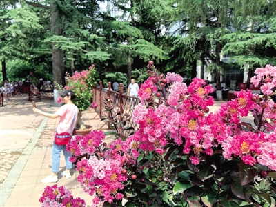 【旅遊資訊-文字列表】綠滿商都 花繪鄭州”五一公園萬株紫薇迎遊人