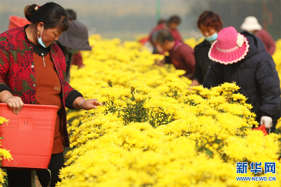 許昌鄢陵：“菊花經濟”助力鄉村振興