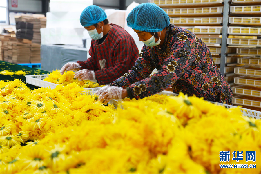 許昌鄢陵：“菊花經濟”助力鄉村振興