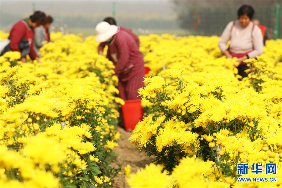 許昌鄢陵：“菊花經濟”助力鄉村振興