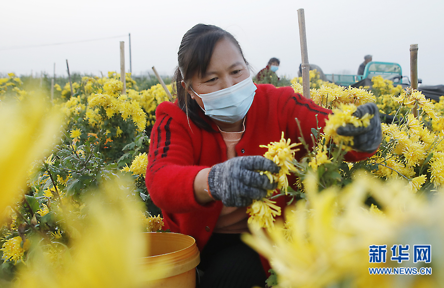 開封尉氏：菊花飄香致富路