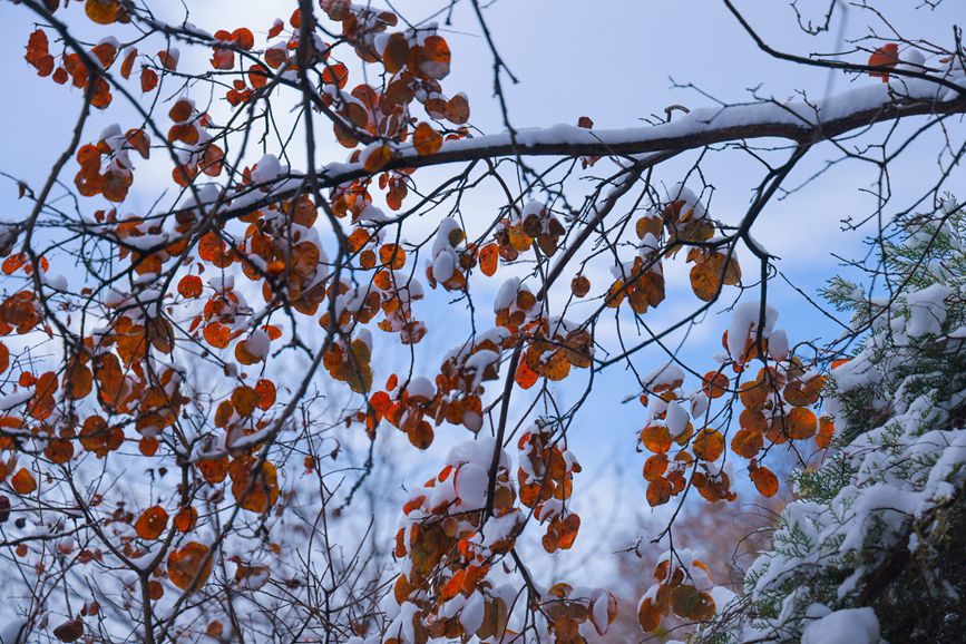 河南雲臺山：半山紅葉半山雪