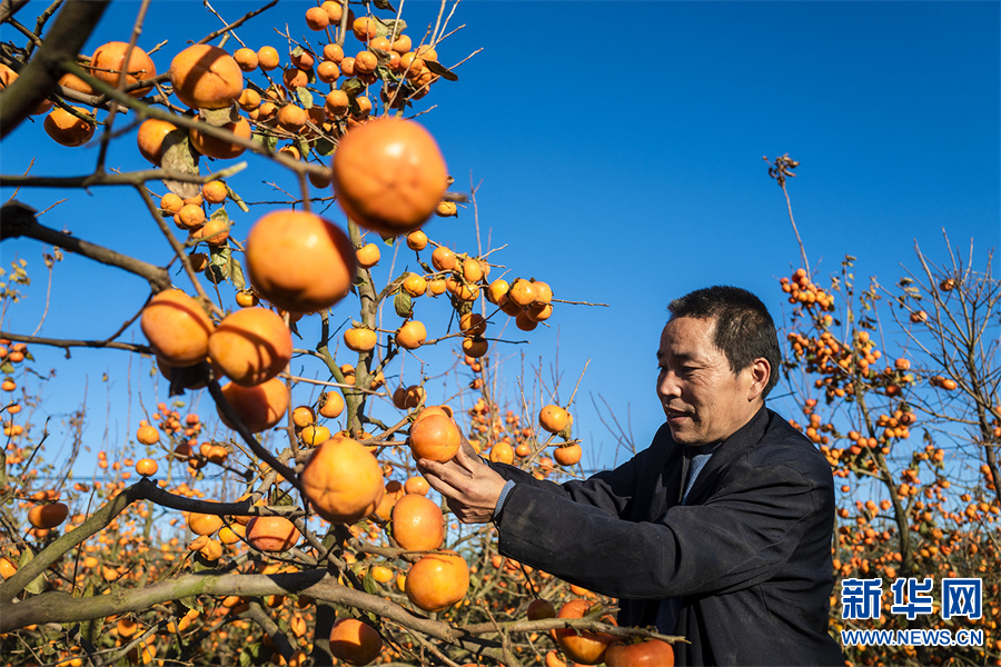 平頂山魯山：火紅的柿子挂枝頭