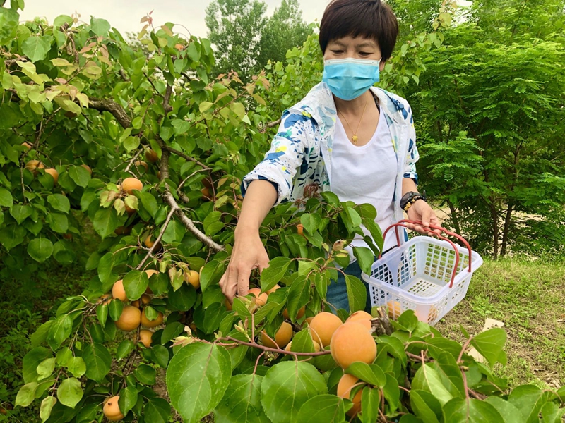 【B】平頂山市郟縣：山水之鄉念活林果採摘“致富經”