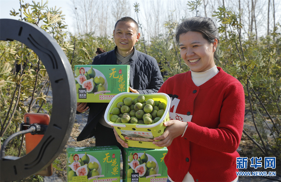 開封尉氏 ：無花果成村民“致富果”