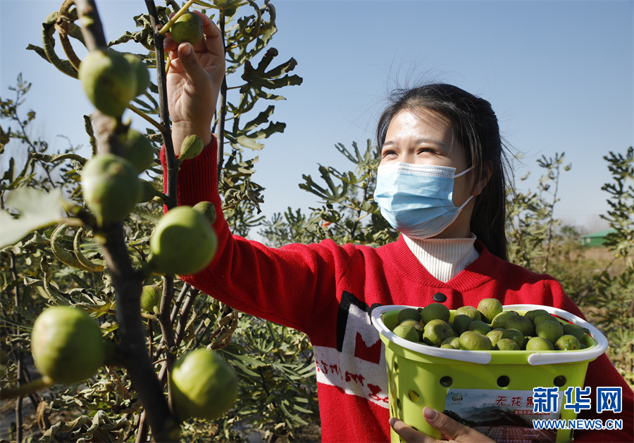 開封尉氏 ：無花果成村民“致富果”