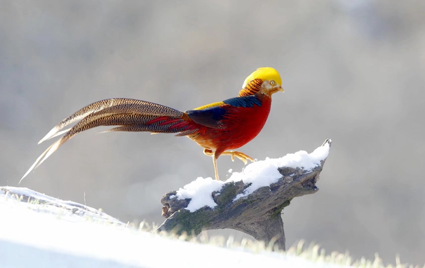 河南三門峽甘山：紅腹錦雞踏雪起舞