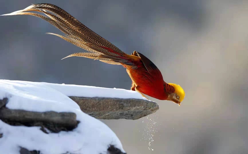 河南三門峽甘山：紅腹錦雞踏雪起舞