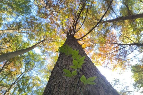 信陽雞公山腳下 初冬的這個公園五彩斑斕