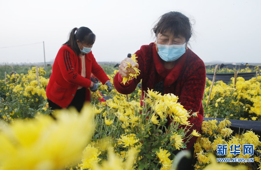 開封尉氏：菊花飄香致富路