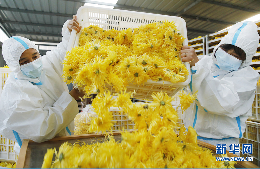 開封尉氏：菊花飄香致富路