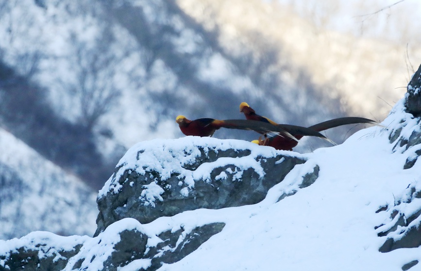 河南三門峽甘山：紅腹錦雞踏雪起舞