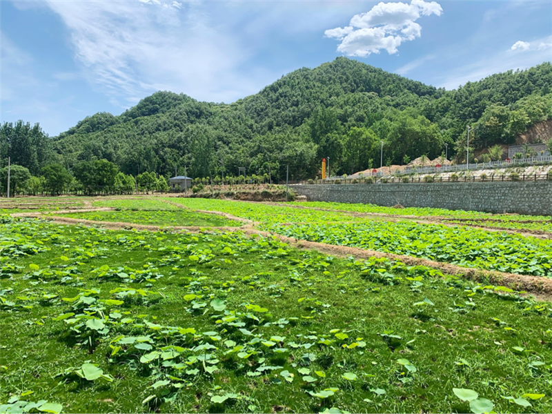 【A 平頂山市委宣傳部主辦】平頂山：鄉村旅遊勢正勁 美景“扮靚”新生活