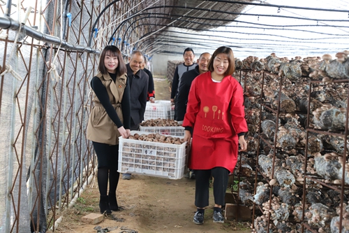 【B】平頂山市魯山縣瓦屋鎮：凝聚三大合力 打造香菇小鎮