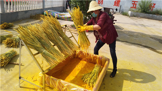 【B】平頂山市寶豐縣：小麥變身“幸福花”