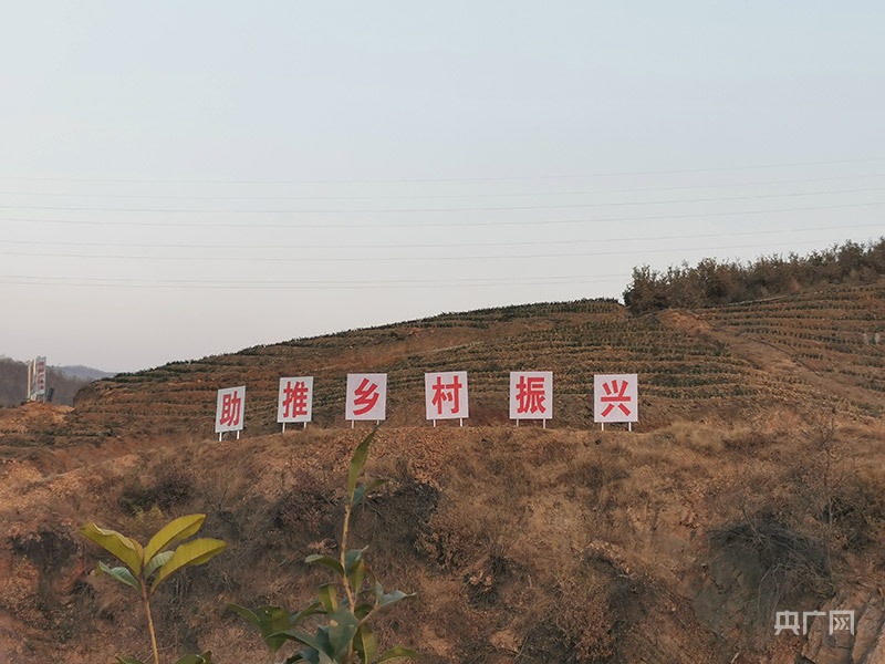 遠山的迴響｜他用“一片葉子”帶老鄉致富