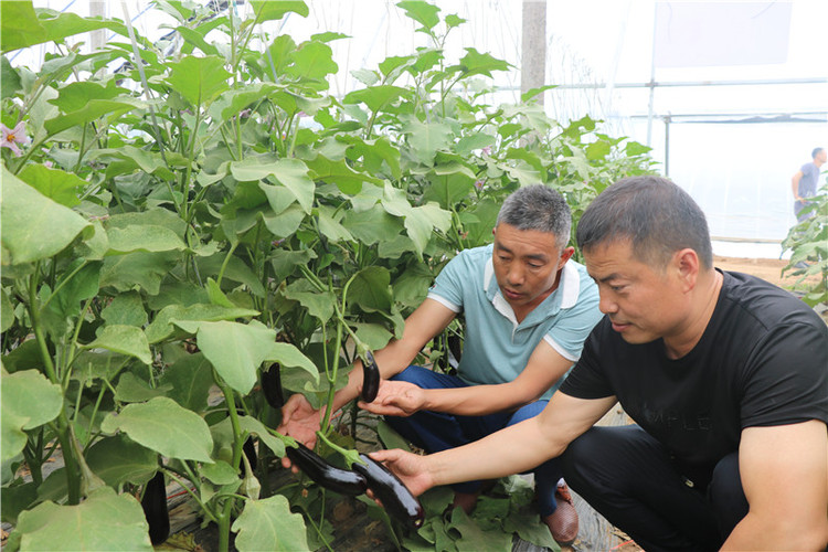 （有修改）【B】平頂山市魯山縣蜂李村：“彩虹”産業助力鄉村加快脫貧步伐