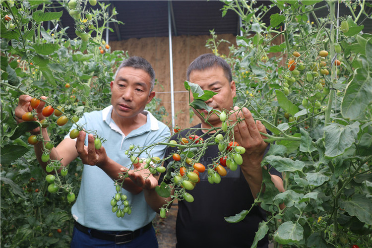 （有修改）【B】平頂山市魯山縣蜂李村：“彩虹”産業助力鄉村加快脫貧步伐