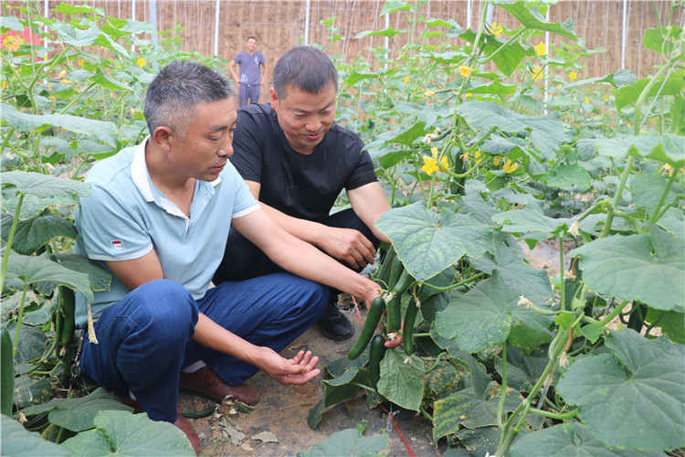 （有修改）【B】平頂山市魯山縣蜂李村：“彩虹”産業助力鄉村加快脫貧步伐