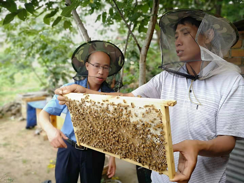 【河南供稿】平頂山市石龍區貧困戶王景民：脫貧路上 與蜂同行