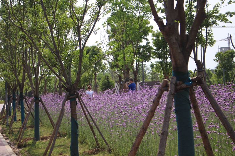 【B 有修改】平頂山市魯山縣：山清水秀風景美 天藍地綠空氣新